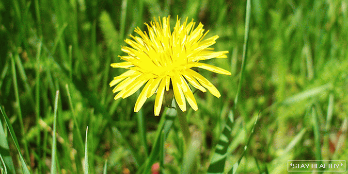 Herbes pour le traitement du foie et la purification des scories ettoxines