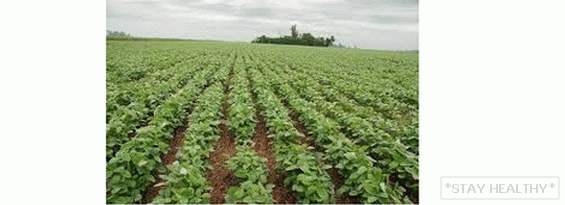 Всходы сои. Как всходит соя. Широкорядный посев. Посев сои. Широкорядный посев люцерны.