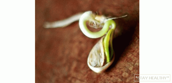 пророщенный семена огурца. замоченные семена кабачков. проросшее семя тыквы. семена тыквы прорастание семян. проросшее семя тыквы.